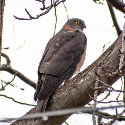 Accipiter cirrocephalus (Collared Sparrowhawk) at Chapman, ACT - 27 Jun 2021 by Chris Appleton