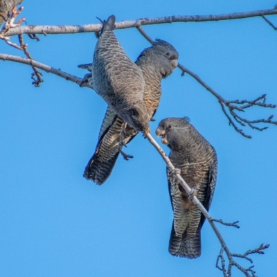Callocephalon fimbriatum (Gang-gang Cockatoo) at Chapman, ACT - 5 Jul 2021 by ChrisAppleton