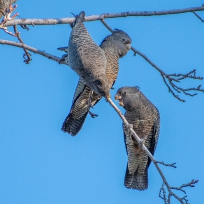 Callocephalon fimbriatum (Gang-gang Cockatoo) at Chapman, ACT - 5 Jul 2021 by Chris Appleton