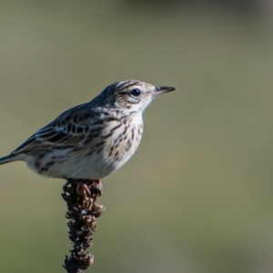 Anthus australis at Tuggeranong DC, ACT - 6 Oct 2021 04:29 PM