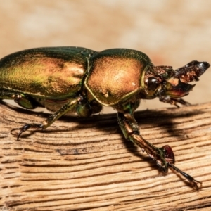 Lamprima aurata at Macgregor, ACT - 9 Oct 2021