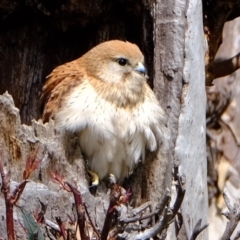 Falco cenchroides (Nankeen Kestrel) at Molonglo River Reserve - 9 Oct 2021 by Kurt