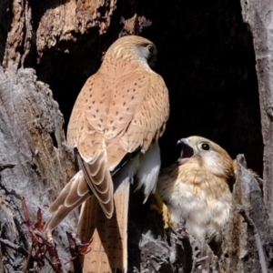 Falco cenchroides at Molonglo Valley, ACT - suppressed