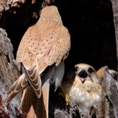 Falco cenchroides at Molonglo Valley, ACT - suppressed