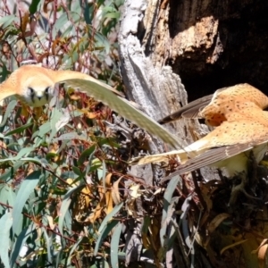 Falco cenchroides at Molonglo Valley, ACT - suppressed