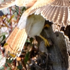 Falco cenchroides at Molonglo Valley, ACT - suppressed