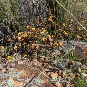 Bossiaea riparia at Michelago, NSW - 9 Oct 2021