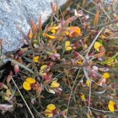 Bossiaea riparia at Michelago, NSW - 9 Oct 2021