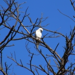 Elanus axillaris (Black-shouldered Kite) at Central Molonglo - 8 Oct 2021 by MB