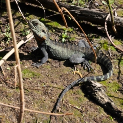 Intellagama lesueurii howittii (Gippsland Water Dragon) at Fyshwick, ACT - 9 Oct 2021 by MB