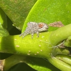 Servaea sp. (genus) (Unidentified Servaea jumping spider) at Jerrabomberra, NSW - 9 Oct 2021 by Steve_Bok