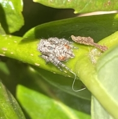 Servaea sp. (genus) at Jerrabomberra, NSW - suppressed