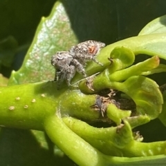 Servaea sp. (genus) at Jerrabomberra, NSW - suppressed