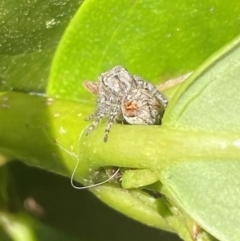 Servaea sp. (genus) at Jerrabomberra, NSW - suppressed