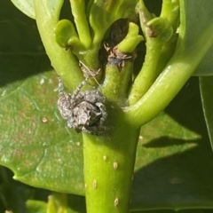 Servaea sp. (genus) at Jerrabomberra, NSW - suppressed