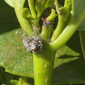 Servaea sp. (genus) at Jerrabomberra, NSW - suppressed