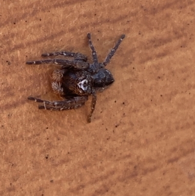 Servaea narraweena (A jumping spider) at Jerrabomberra, NSW - 9 Oct 2021 by SteveBorkowskis