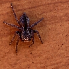 Servaea narraweena at Jerrabomberra, NSW - suppressed