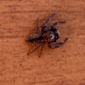 Servaea narraweena at Jerrabomberra, NSW - suppressed