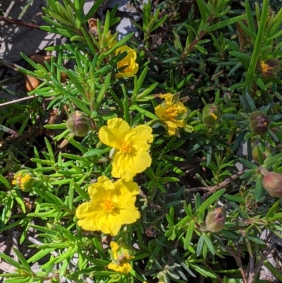 Hibbertia riparia (Erect Guinea-flower) at Glenroy, NSW - 8 Oct 2021 by Darcy