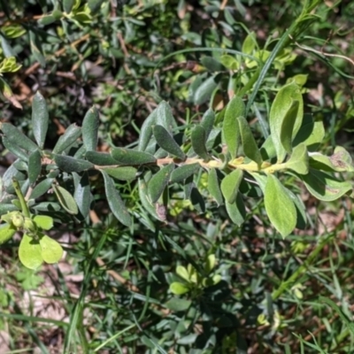 Persoonia rigida (Hairy Geebung) at Glenroy, NSW - 8 Oct 2021 by Darcy