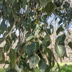 Brachychiton populneus (Kurrajong) at Glenroy, NSW - 8 Oct 2021 by Darcy