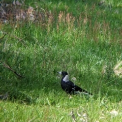 Gymnorhina tibicen (Australian Magpie) at Glenroy, NSW - 8 Oct 2021 by Darcy