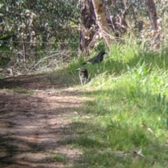 Strepera graculina (Pied Currawong) at Glenroy, NSW - 8 Oct 2021 by Darcy