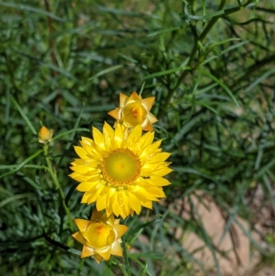 Xerochrysum viscosum (Sticky Everlasting) at Lavington, NSW - 8 Oct 2021 by Darcy