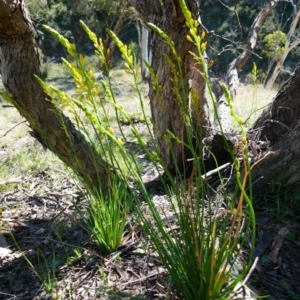 Bulbine glauca at Banks, ACT - 21 Sep 2021 09:56 AM