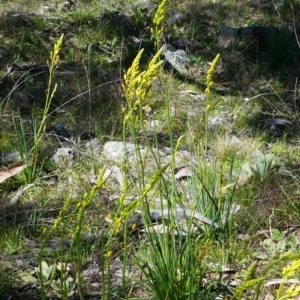 Bulbine glauca at Banks, ACT - 21 Sep 2021 09:56 AM