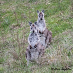 Osphranter robustus robustus (Eastern Wallaroo) at Tuggeranong DC, ACT - 17 Sep 2021 by Chris Appleton