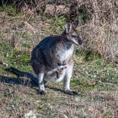 Notamacropus rufogriseus (Red-necked Wallaby) at Chapman, ACT - 2 Aug 2021 by Chris Appleton