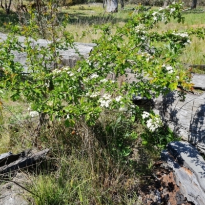 Crataegus monogyna (Hawthorn) at Symonston, ACT - 9 Oct 2021 by Mike