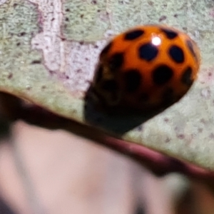 Harmonia conformis at Jerrabomberra, ACT - 9 Oct 2021