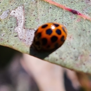 Harmonia conformis at Jerrabomberra, ACT - 9 Oct 2021