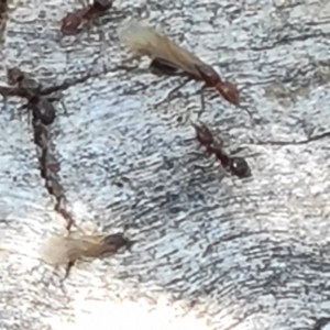 Papyrius sp. (genus) at Symonston, ACT - suppressed