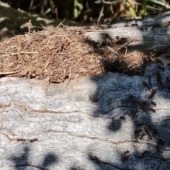 Papyrius sp. (genus) at Symonston, ACT - suppressed