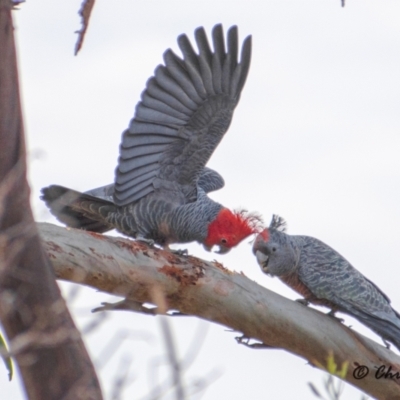 Callocephalon fimbriatum (Gang-gang Cockatoo) at Chapman, ACT - 3 Sep 2021 by Chris Appleton