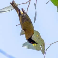 Melithreptus lunatus (White-naped Honeyeater) at Chapman, ACT - 2 Sep 2021 by Chris Appleton