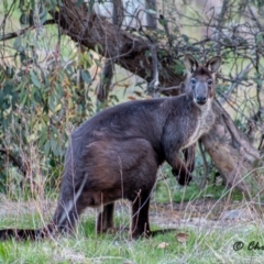 Osphranter robustus robustus (Eastern Wallaroo) at Tuggeranong DC, ACT - 23 Sep 2021 by ChrisAppleton