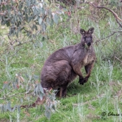 Osphranter robustus robustus (Eastern Wallaroo) at Stromlo, ACT - 17 Sep 2021 by ChrisAppleton