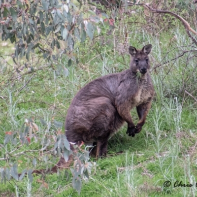 Osphranter robustus robustus (Eastern Wallaroo) at Stromlo, ACT - 17 Sep 2021 by Chris Appleton