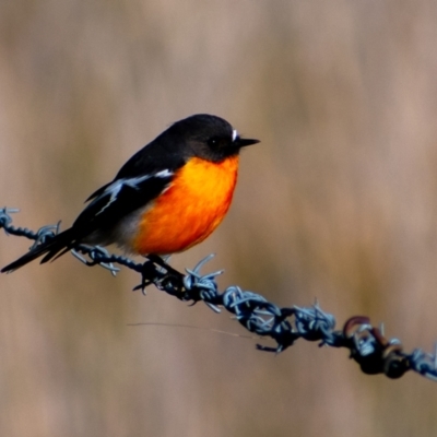 Petroica phoenicea (Flame Robin) at Tuggeranong DC, ACT - 18 Jul 2021 by Chris Appleton