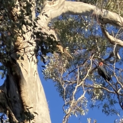 Callocephalon fimbriatum (Gang-gang Cockatoo) at Federal Golf Course - 11 Sep 2021 by ianmigdale