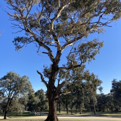 Callocephalon fimbriatum (Gang-gang Cockatoo) at Red Hill, ACT - 7 Aug 2021 by ianmigdale