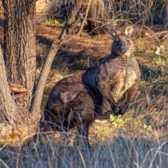 Osphranter robustus (Wallaroo) at Chapman, ACT - 21 Jun 2021 by Chris Appleton