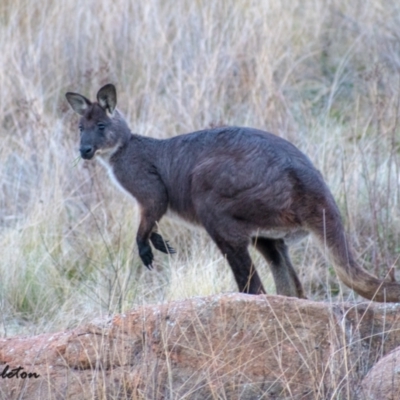 Osphranter robustus robustus (Eastern Wallaroo) at Chapman, ACT - 4 Jul 2021 by ChrisAppleton