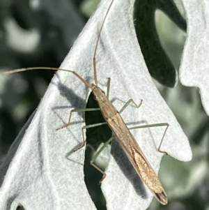 Mutusca brevicornis at Jerrabomberra, NSW - 9 Oct 2021