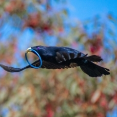 Ptilonorhynchus violaceus (Satin Bowerbird) at Chapman, ACT - 15 Jul 2021 by Chris Appleton